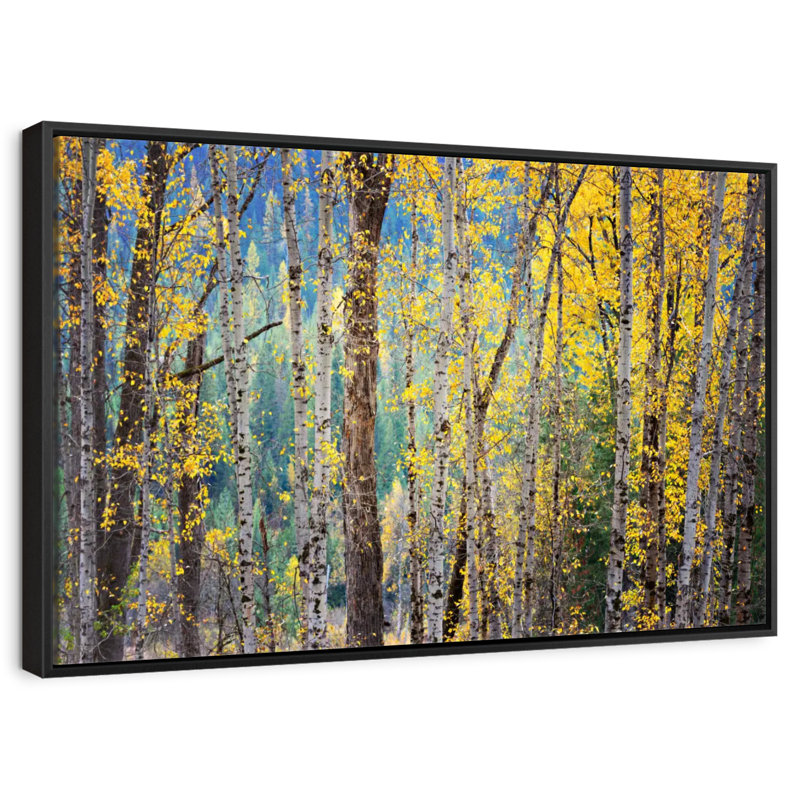 Kootenay Fall II, Cadre flottant noir, 25 po x 17 po