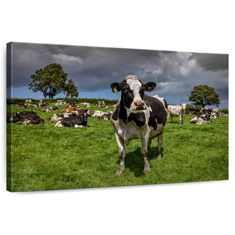 Brampt Holstein Cow, 16" H x 24" W