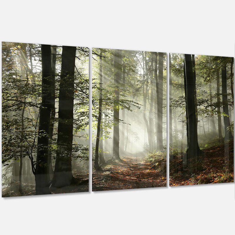 Lumière dans une forêt d'automne dense avec brouillard - art mural en métal paysage multipanel