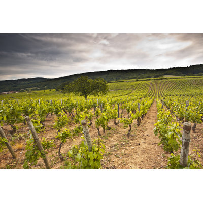 Macon Vineyard - Photographie sur toile tendue