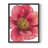 Tree Peony I Framed Print - Solid Wood