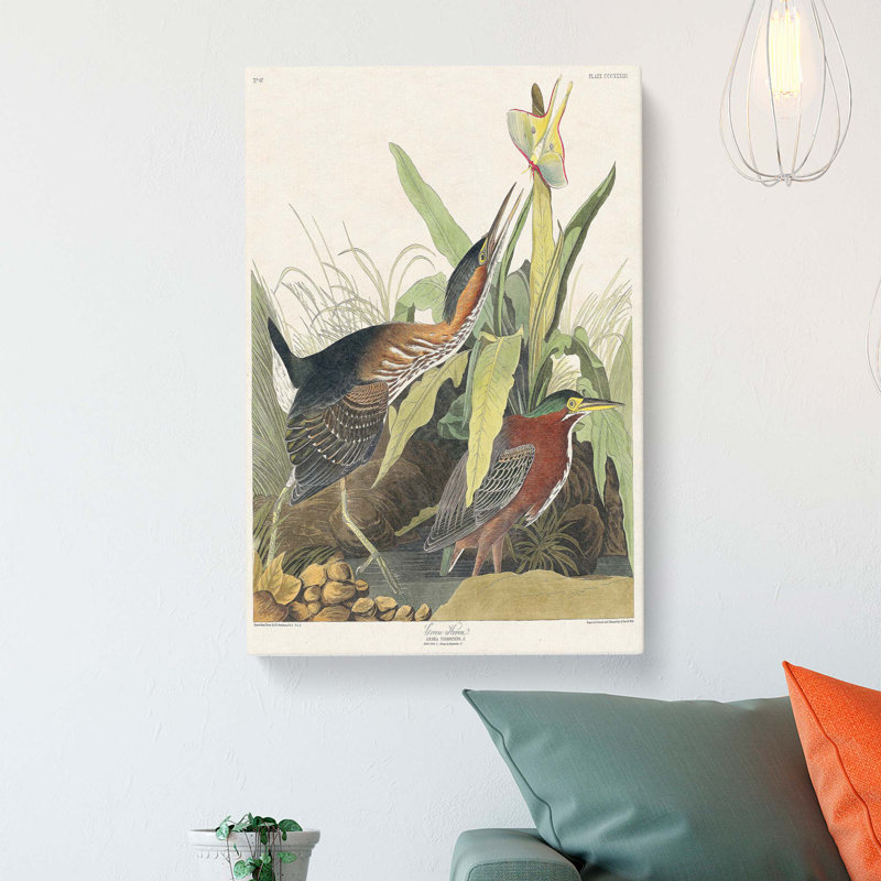 Green Heron by John Audubon - Wrapped Canvas Painting, 76cm H x 50cm W x 3cm D