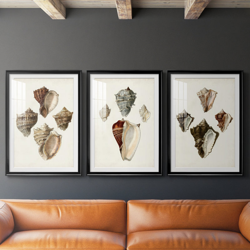 Sowerby Shells I - Impression personnalisée de qualité supérieure avec cadre mat - 3 pièces, Noir, H 21 po x l 30 po