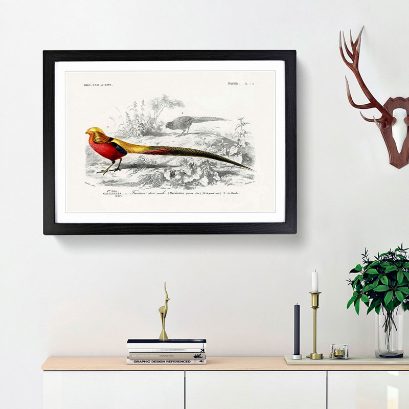 Male Golden Pheasant by Charles d' Orbigny - Picture Frame Art Print, 48cm H x 65cm W x 2cm D, Black Framed