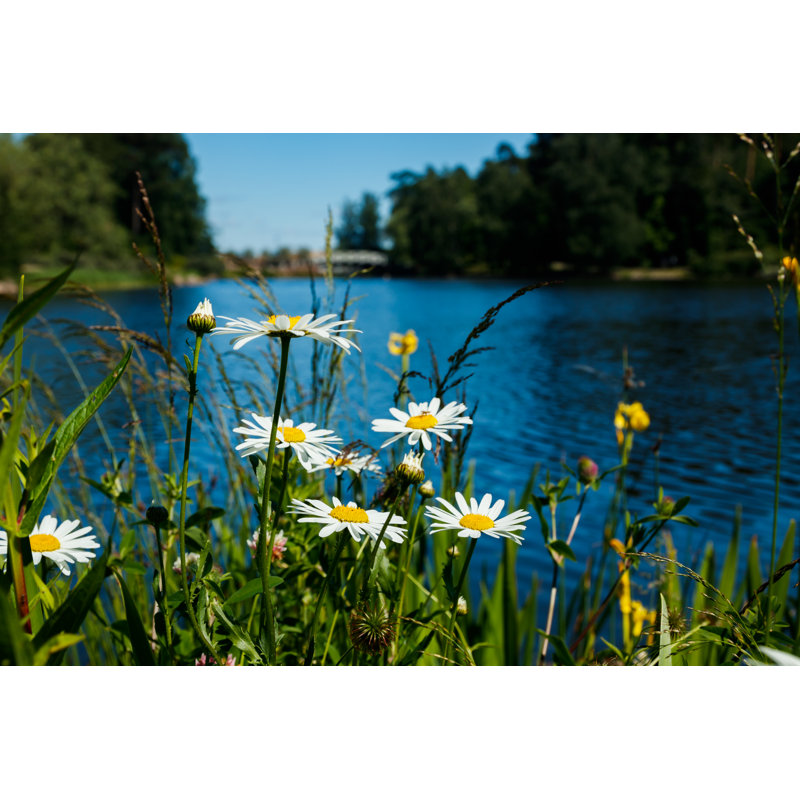Shantris Beautiful White Chamomile - Wrapped Canvas Print, 30cm H x 46cm W x 3.8cm D