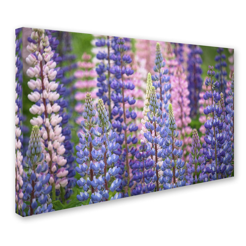 « blue rose lupine fleurs », reproduction de photo sur toile tendue, H 12 po x l 19 po x P 2 po