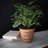 Daxia Pot Planter