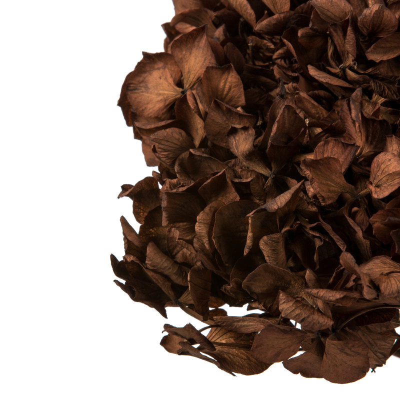 Natural Botanicals 15" Hydrangea with Multiple Branch Segments, Preserved, Brown