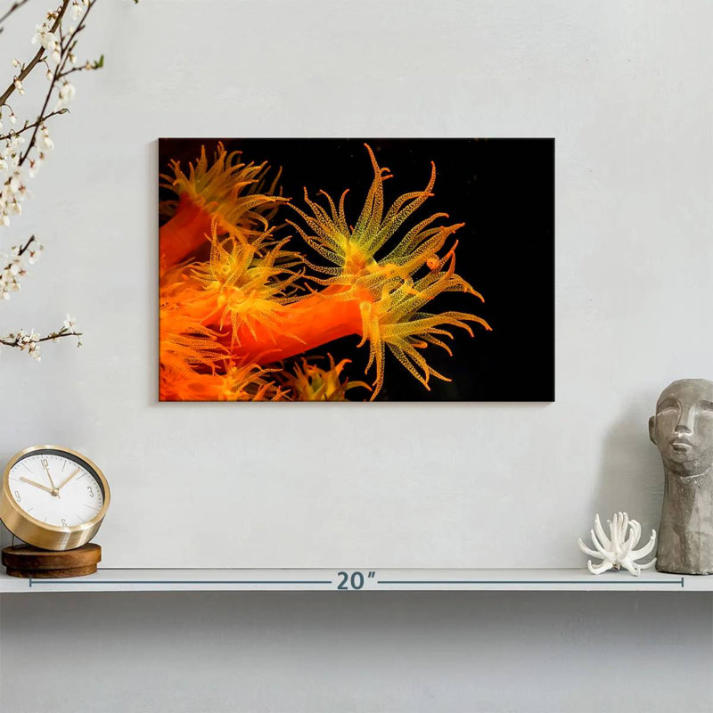 Brampt Sun Polyps, 8" H x 12" W