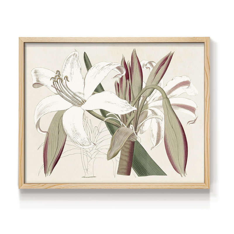 Amaryllis Varietals II -Framed Print - Restickable, H 22 po x l 28 po, Naturel