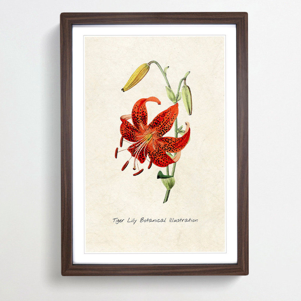 Illustration of a Tiger Lily Flower - Framed Print