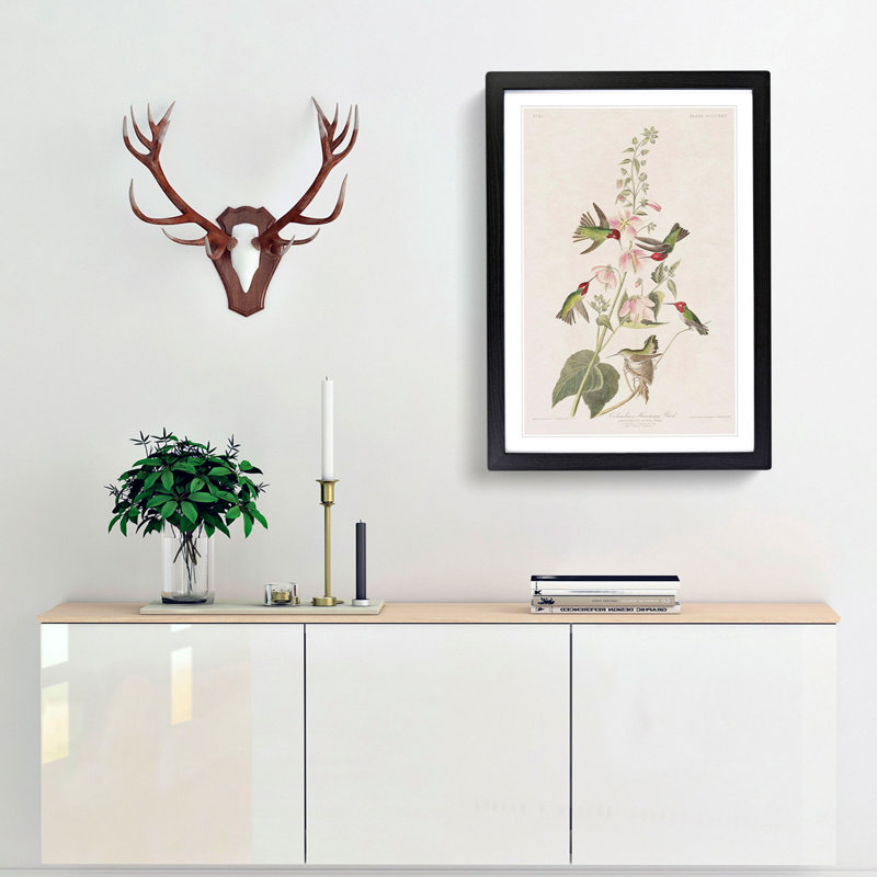 Columbian Hummingbirds by John Audubon - Picture Frame Painting, Black Framed, 48cm H x 36cm W x 2cm D