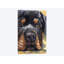 Rottweiler, reproduction sur toile-32498408-72128420-72128422