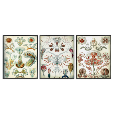  Crustacés microscopiques rétro, ensemble de 3 giclées par Graffi *ee Studios