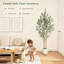 152cm Plant