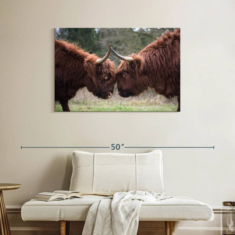 Brampt Highland Cow Clash, 26" H x 39" W