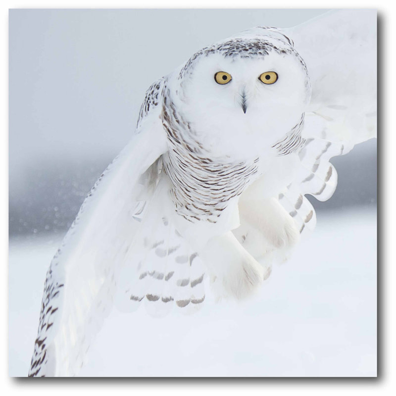 « white hibou », impression sur toile