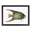 Angel Fish by Mark Catesby - Single Picture Frame Painting-55545178-55545177