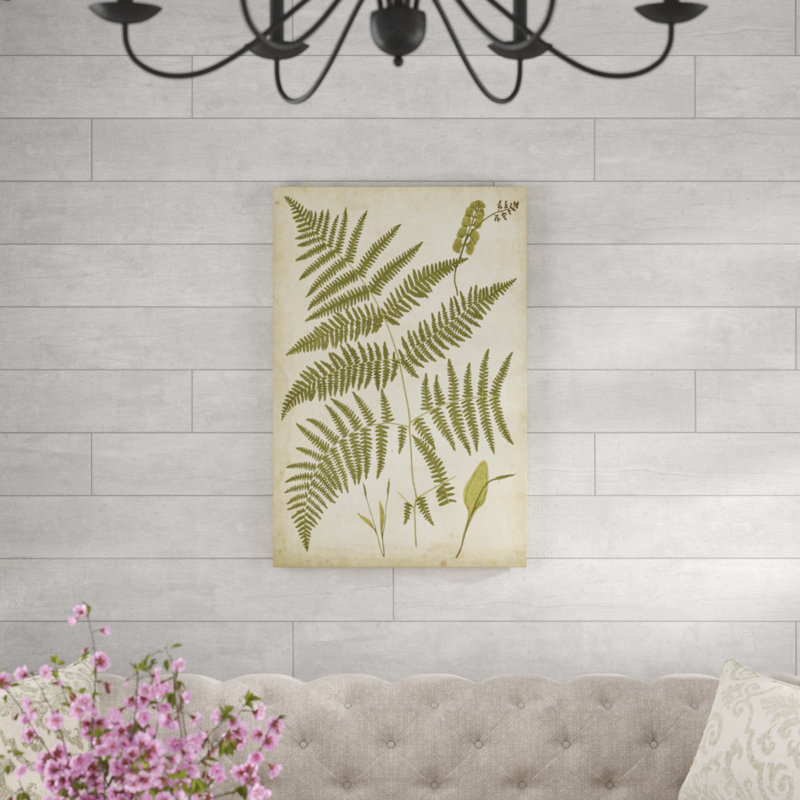 Fern Portfolio IV by Francis G. Heath - Painting Print, 91cm H x 61cm W, Wrapped Canvas