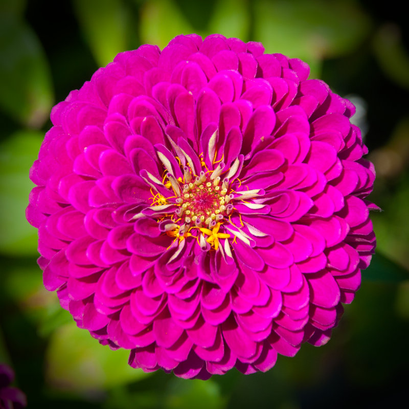 One-of-a-Kind Bloom par Ted Pannoe - photographie
