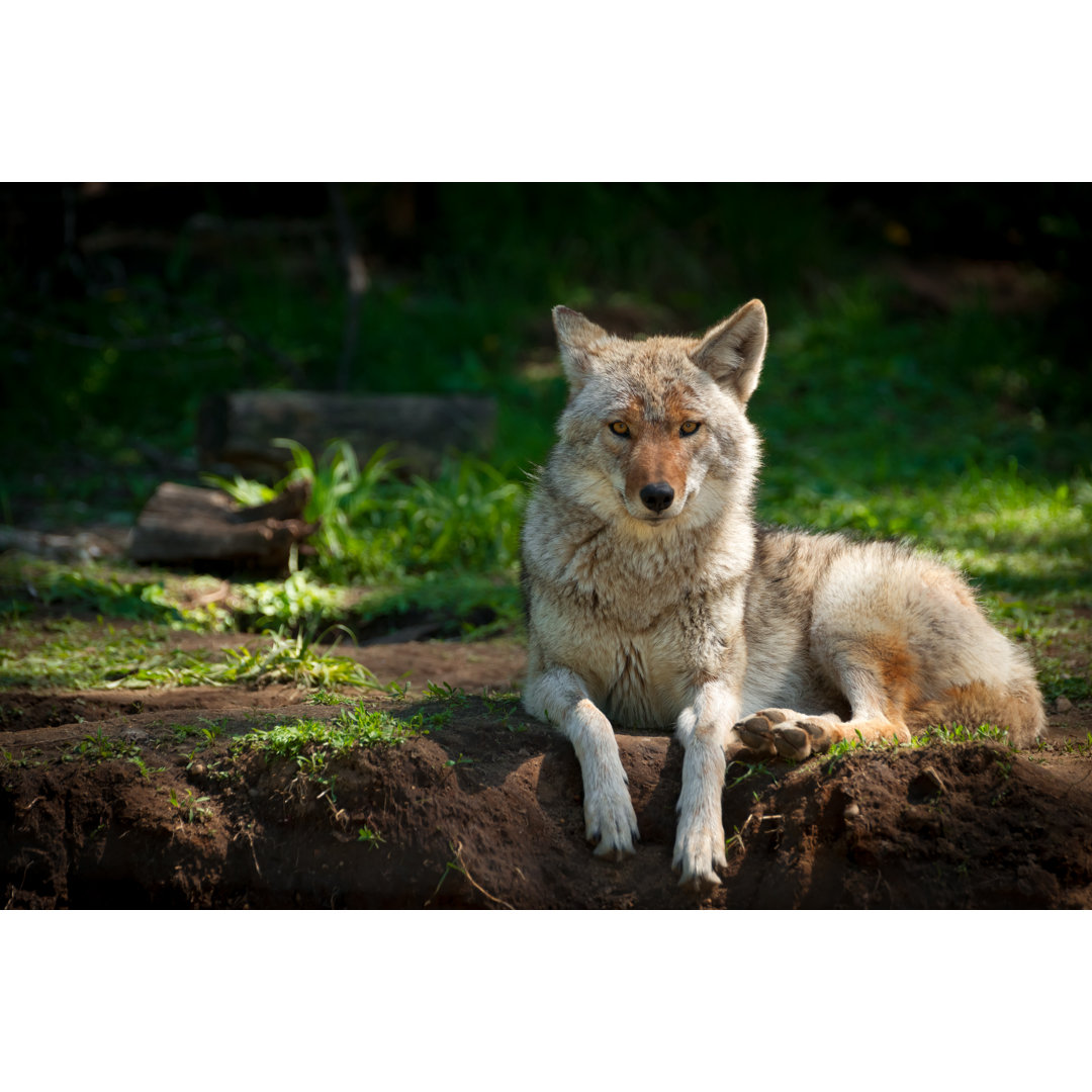 Leinwandbild Nordamerikanischer Kojote (Canis Latrans)