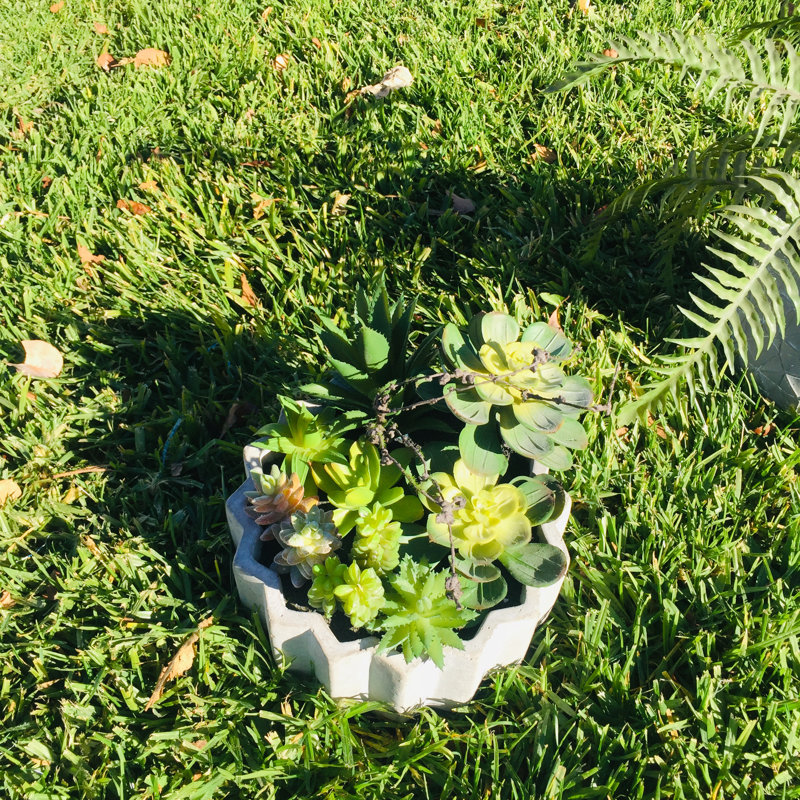 Plante grasse dans un pot à fleurs