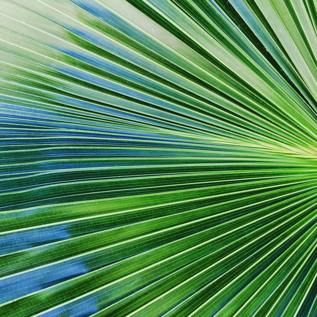 Palm Tree - Wrapped Canvas Photograph