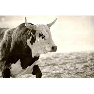 " Bull At Rodeo " by Alptraum