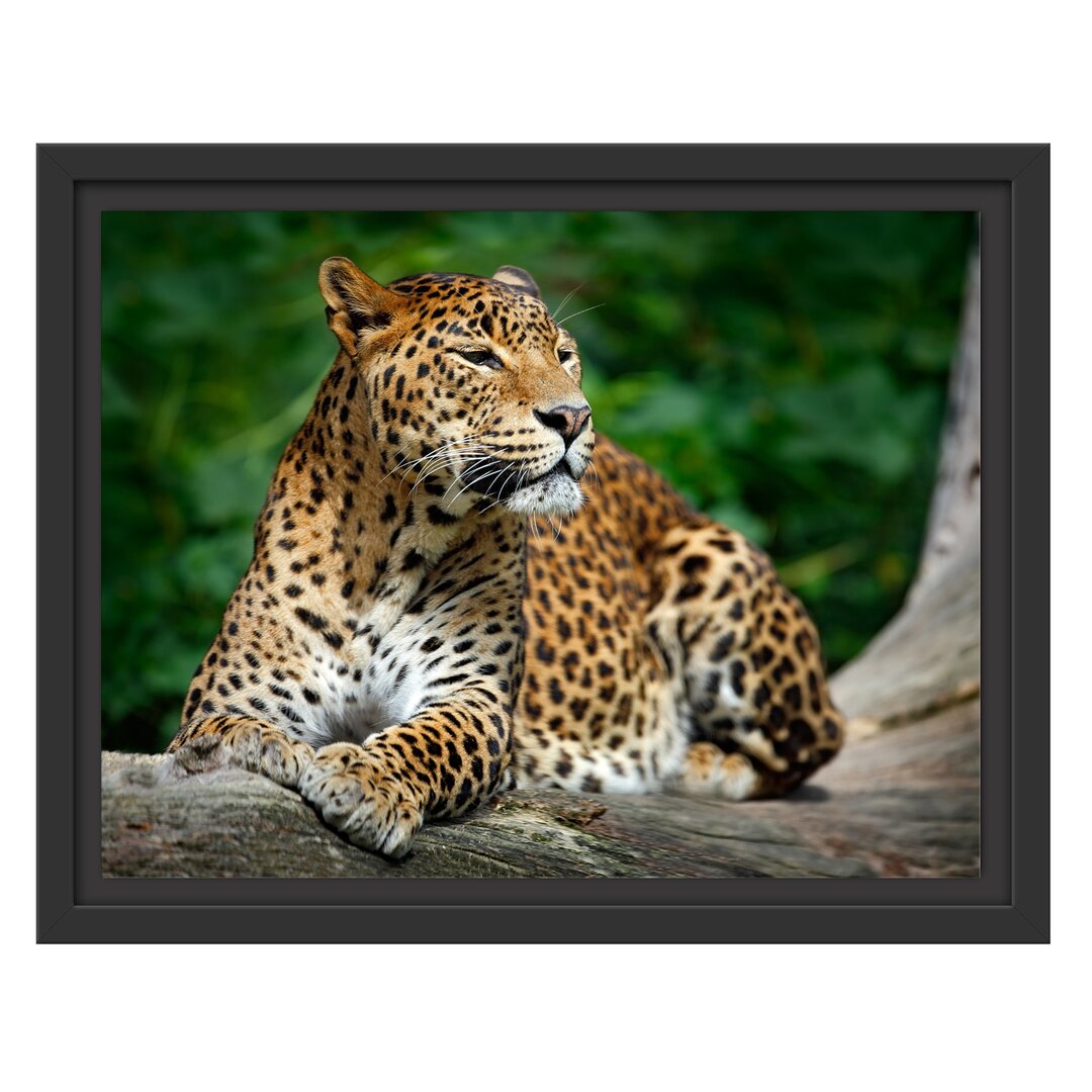 Gerahmtes Wandbild Wunderschöner Leopard in der Natur