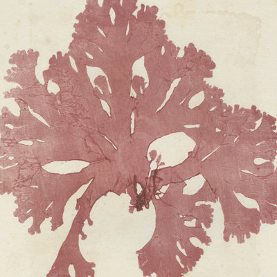Brilliant Seaweed V - Wrapped Canvas Painting
