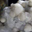 Gyrolite botryoïde avec apophyllite givrée