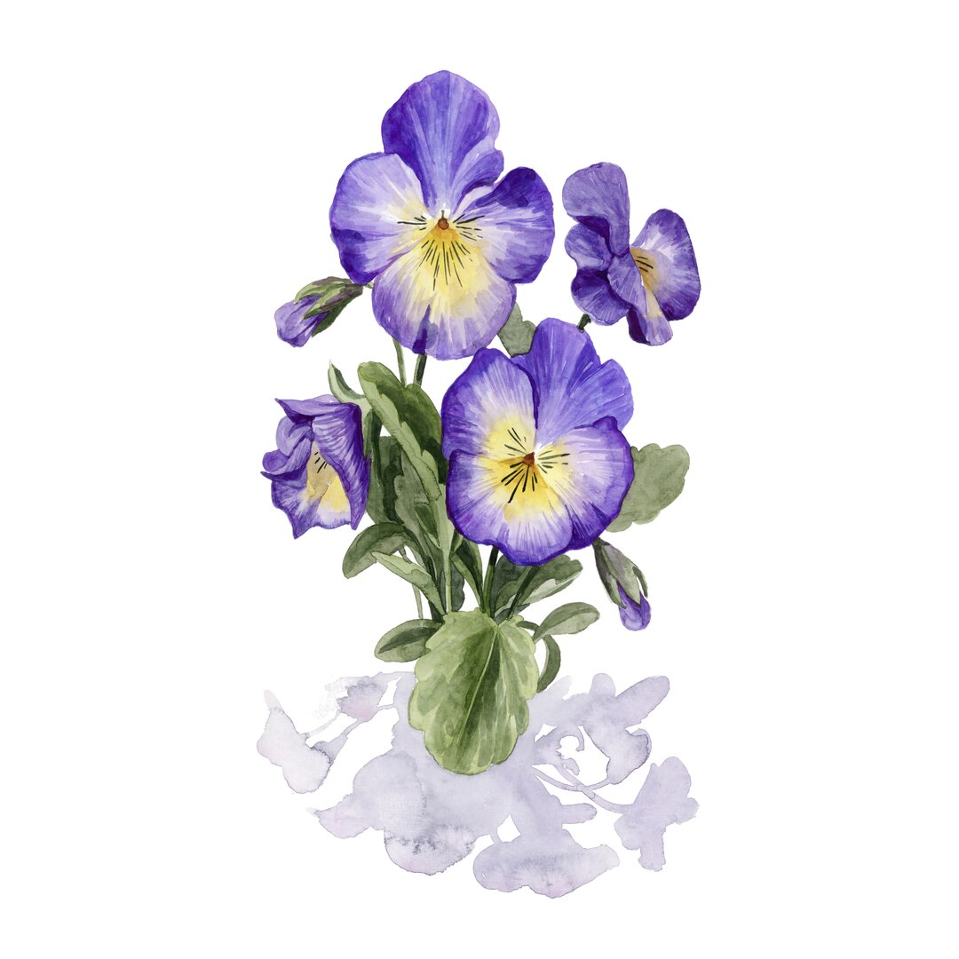 Leinwandbild Viola Pansies I