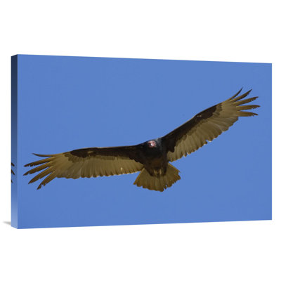 " Turkey Vulture Soaring Overhead, Native To North America "