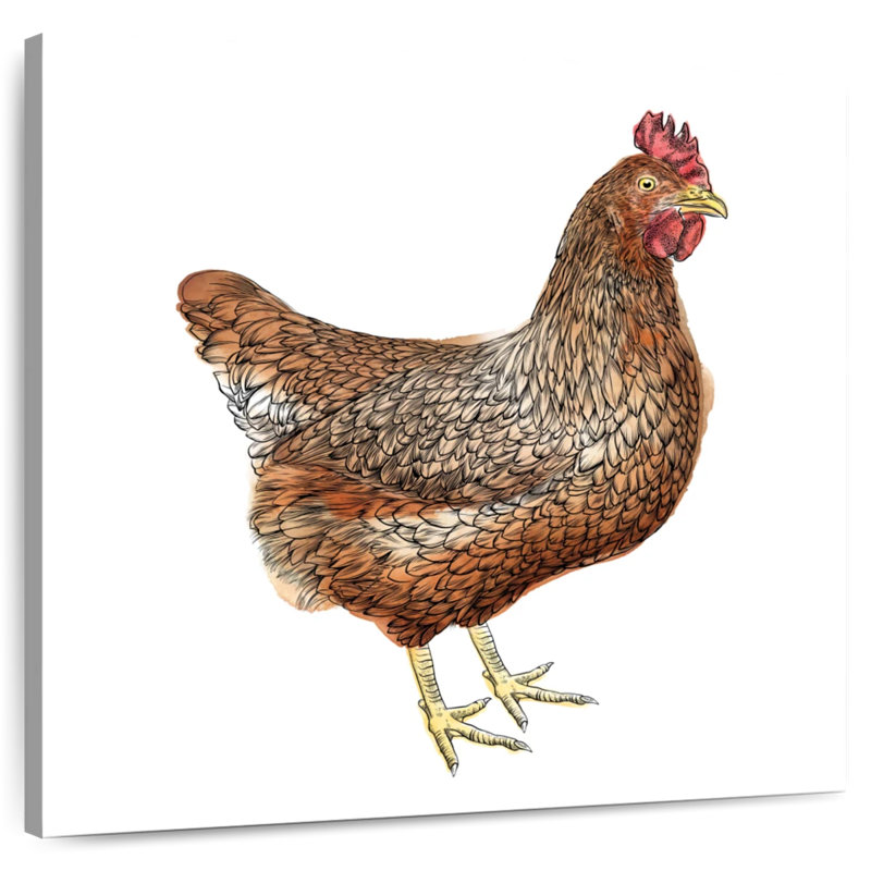 Poulet brun Crowle, H 16 po x l 16 po
