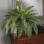 23'' Faux Fern Plant in Wicker/Rattan Pot
