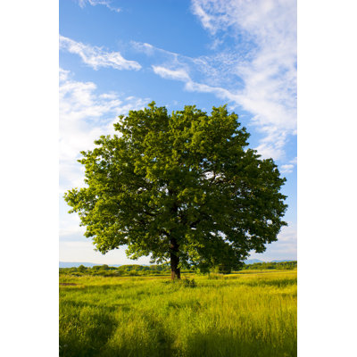 Solitary Oak Tree by Tina_Rencelj - Wrapped Canvas Print