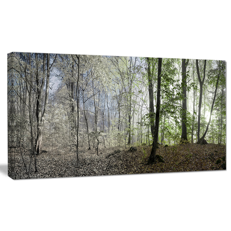 «Green Morning in Forest Panorama», reproduction de photo sur toile tendue, H 16 po x l 32 po x P 1 po