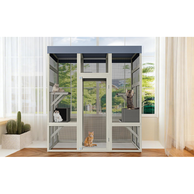 Cat House, Grey
