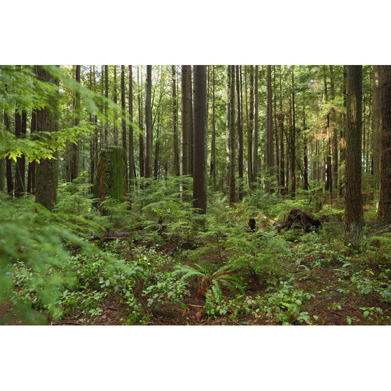 Pacific Northwest by Maxvis - Wrapped Canvas Print, 30cm H x 46cm W x 3.8cm D
