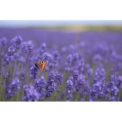 Papillon sur une fleur de lavande - photographie sur toile tendue