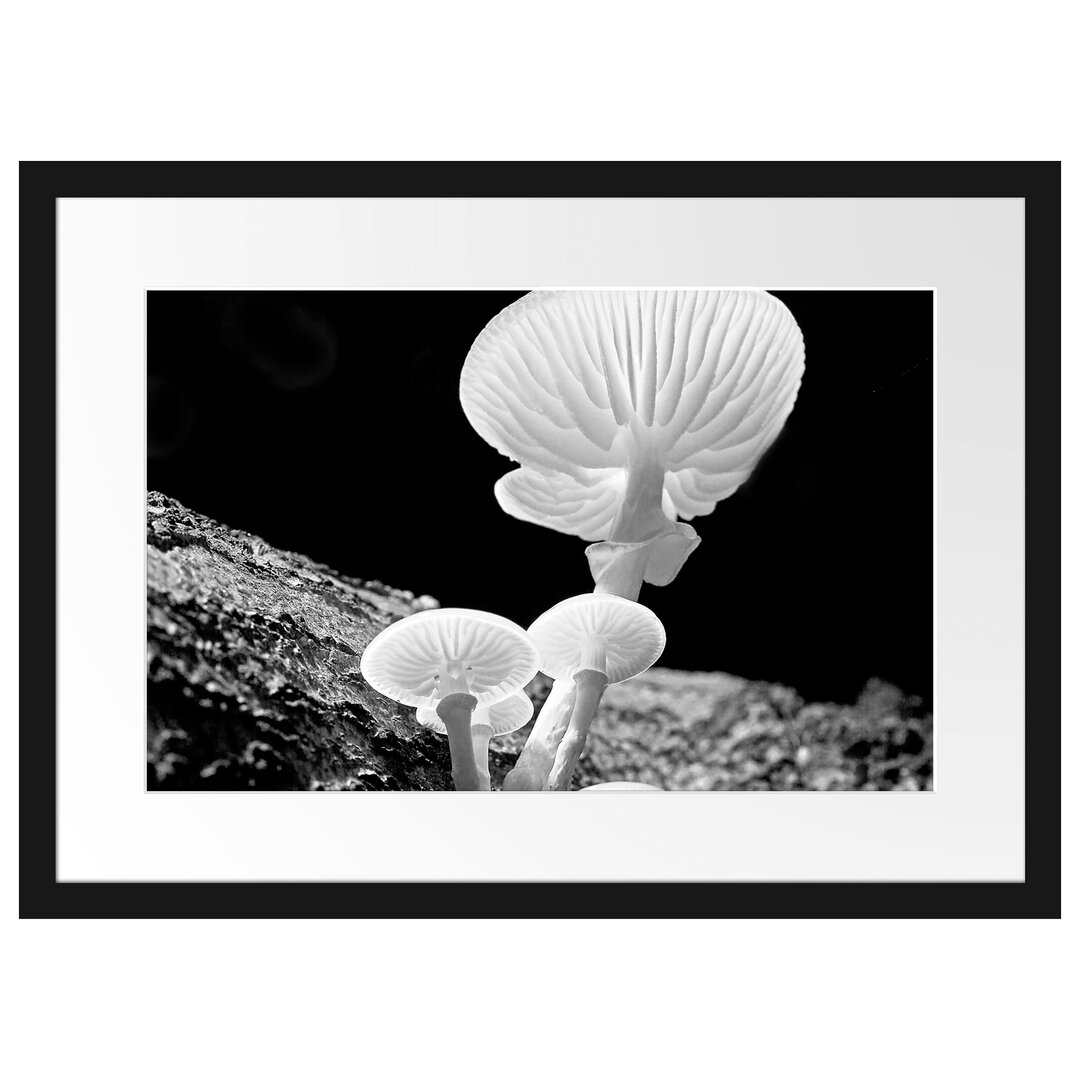 Gerahmtes Poster Dark White Mushrooms