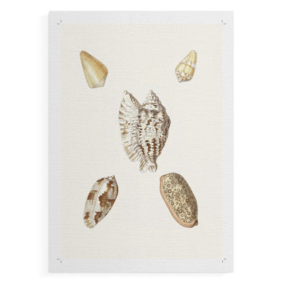 Pastel Knorr Shells VI -Canvas Print Only - NOT FRAMED