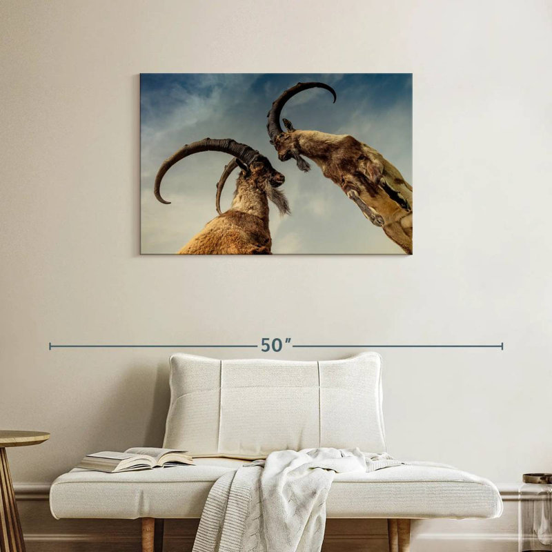 Brampt Goat Clash, 24" H x 36" W