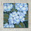 «Blue Hydrangeas I» par Tim O'Toole, art mural en verre acrylique-1495891031