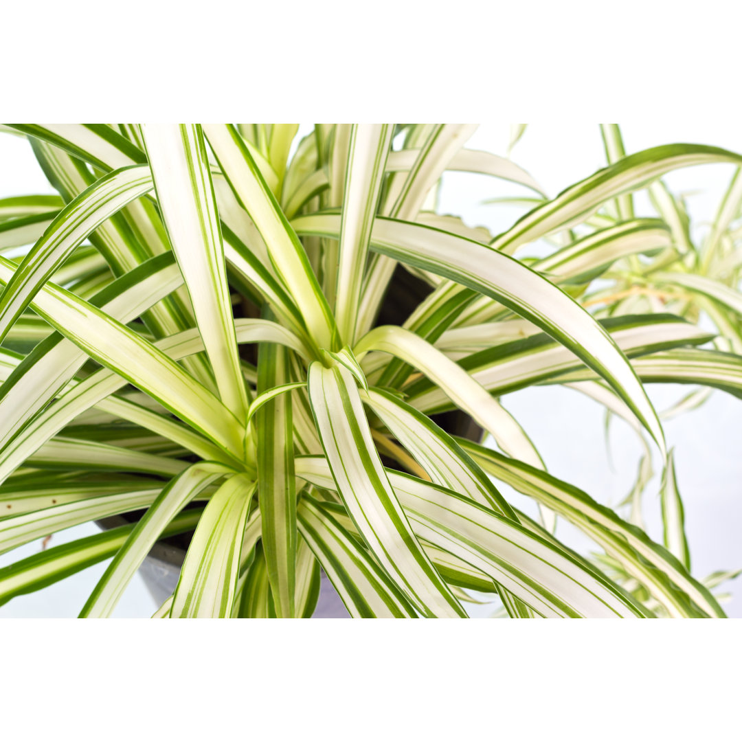 Leinwandbild House Plant von Krailurk