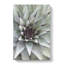 The Succulent Plant - Wrapped Canvas Painting-61850681
