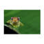 Art sur toile «Bachelor», Nicolas-109335072