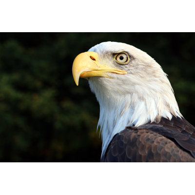 Sea Eagle - Wrapped Canvas Print