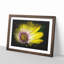 Yellow Gerbera Flower - Framed Print-56842160-56842163