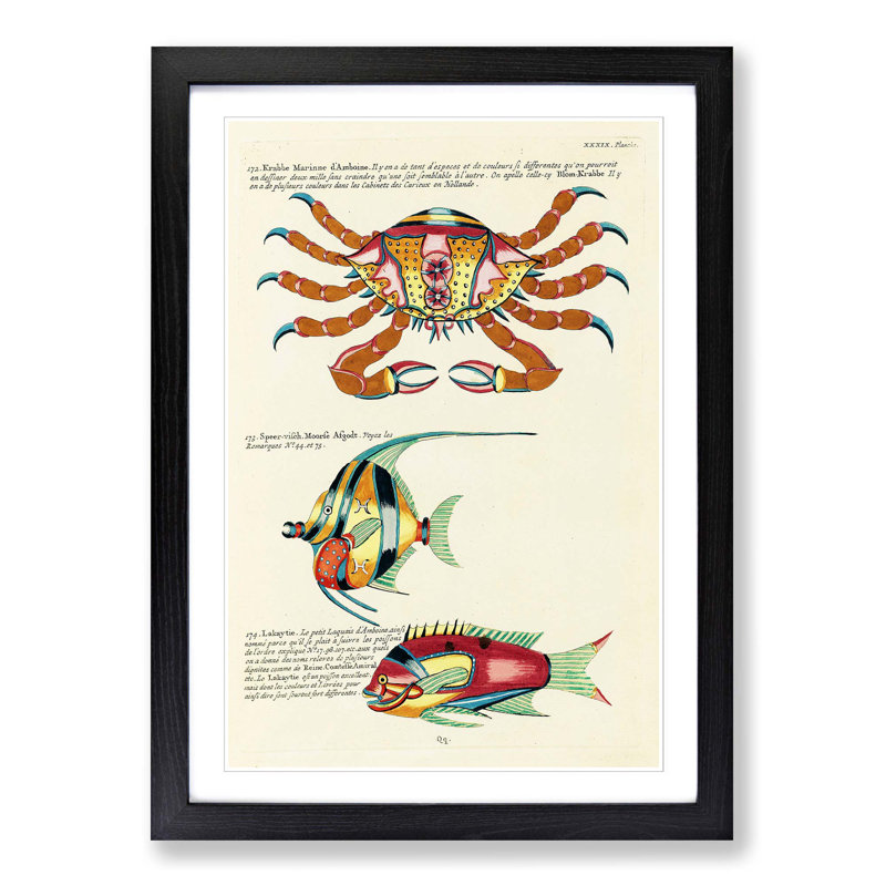 East Indies Fish & Crab Illustrations XXXIX by Louis Renard - Picture Frame Painting Print, Black Framed